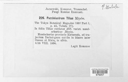 Nothopucciniastrum tiliae image